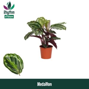 Calathea Medallion 14cm Medaillon Rhythm of Nature
(8 Plants/Order)(14cmP 45cmH)