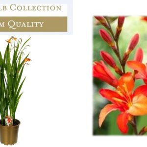 Crocosmia Bes From Carmine Brilliant Briljant
(1 Plants/Order)(19cmP 90cmH)