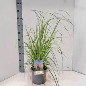 Cortaderia selloana Rosea
(1 Plants/Order)(21cmP 55cmH)