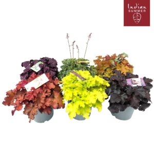 Heuchera Indian Summer P19 Mixlaag
(1 Plants/Order)(19cmP 30cmH)