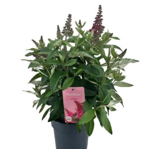 Buddleja Butterfly Candy Little Pin Nolina 19 cm
(3 Plants/Order)(19cmP 60cmH)