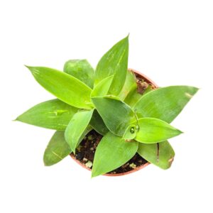 Agave Shaka Zulu Attenuata
(10 Plants/Order)(7cmP 15cmH)