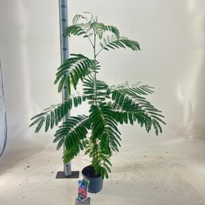 Albizia julibrissin Ombrella® ('Boubri'PBR)
(1 Plants/Order)(19cmP 55cmH)