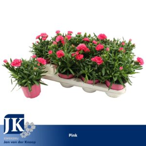 Carnation Oscar Pink P12 Light TST
(12 Plants/Order)(12cmP 22cmH)