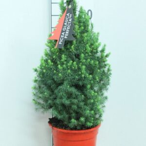 Picea Perfecta Picea glauca 'Perfecta' Red Pot P21 potgekweekt
(1 Plants/Order)(21cmP 70cmH)