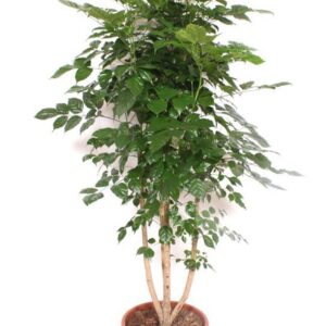 Radermachera sinica hainanensis
(1 Plants/Order)(40cmP 190cmH)