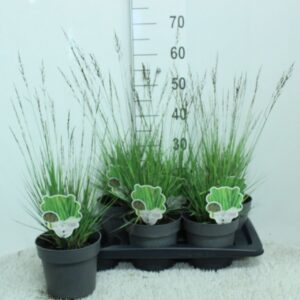 Molinia caerulea Edith Dudszus' P17
(6 Plants/Order)(17cmP 65cmH)