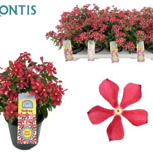 Catharanthus roseus Cherise Red Soiree Red 10,5 cm
(10 Plants/Order)(10.5cmP 17cmH)