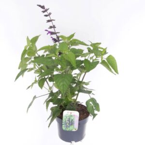 Salvia hybr. amistad
(6 Plants/Order)(17cmP 60cmH)