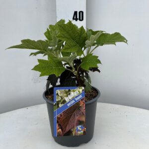 Hydrangea quercifolia Burgundy'
(1 Plants/Order)(19cmP 40cmH)