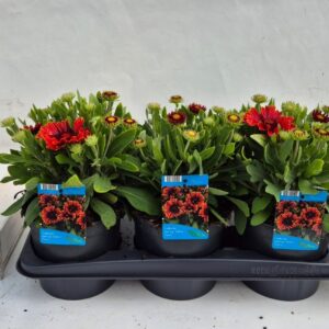 Gaillardia aristata Gaillardia aristata Spintop Yellow Touch
(6 Plants/Order)(17cmP 30cmH)