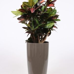 Codiaeum Petra "(Croton) in Santorini Pot ""taupe"""
(1 Plants/Order)(33cmP 140cmH)