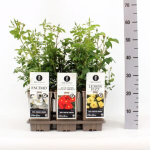 Rosa pink Classics miniatuur (M) mix, C3
(6 Plants/Order)(17cmP 35cmH)
