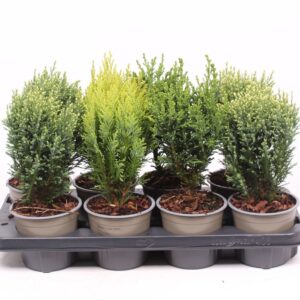 Chamaecyparis mixed bak
(8 Plants/Order)(13cmP 35cmH)