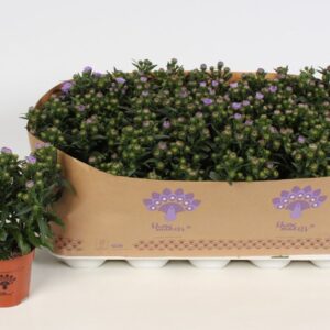 Aster Showmakers lavender
(15 Plants/Order)(10.5cmP 22cmH)