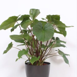 Homalomena Maggy Homalomena 'Maggy' in San Remo "antraciet"
(1 Plants/Order)(30cmP 120cmH)