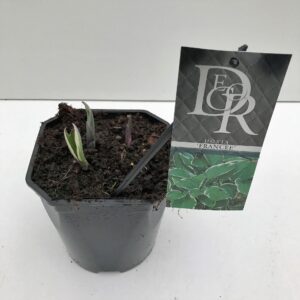 Hosta x fortunei Francee
(6 Plants/Order)(17cmP 30cmH)