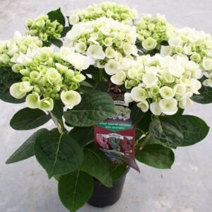 Hydrangea Hovaria Holibel
(6 Plants/Order)(14cmP 40cmH)
