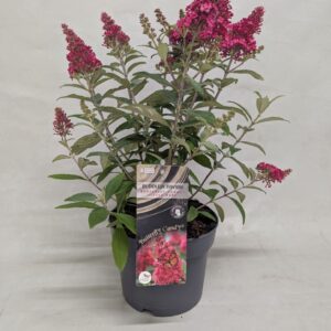 Buddleja Buddleja Buddleja 'Butterfly Candy' Little Ruby' 17 cm
(1 Plants/Order)(17cmP 40cmH)