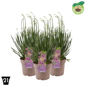 Allium Millenium
(1 Plants/Order)(21cmP 40cmH)