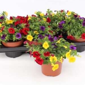 Cabaret Tropicana Calibrachoa Tricolor Blue/Red/Yellow
(8 Plants/Order)(13cmP 17cmH)