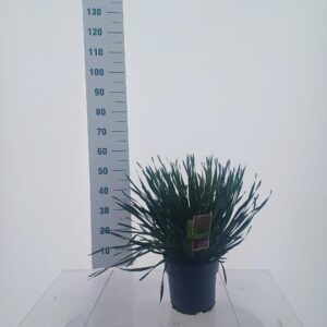 Allium Millenium
(1 Plants/Order)(23cmP 55cmH)
