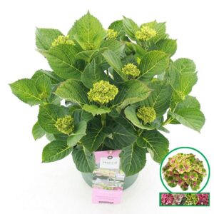 Hydrangea macrophylla other Magical® 'Jewel'® pink C5 (23cm.) Kn.
(1 Plants/Order)(23cmP 45cmH)