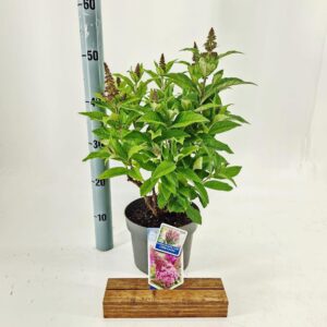 Buddleja Butterfly Candy mixed d. Little cerise ('BotEx 007'PBR)
(1 Plants/Order)(19cmP 30cmH)