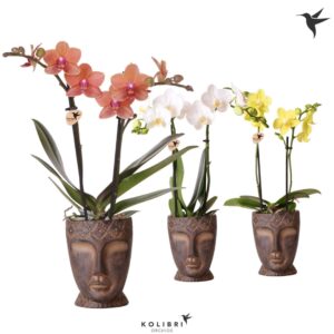 Phalaenopsis mixed 2 spike in Totem Mask Pot
(7 Plants/Order)(9cmP 40cmH)