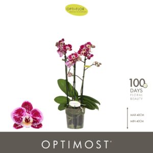 Phalaenopsis Bubbles Optimost 3 spike
(6 Plants/Order)(12cmP 45cmH)