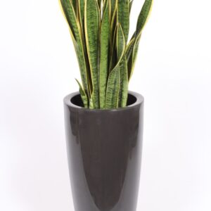 Sansevieria Laurentii "in Santorini Pot ""antraciet"""
(1 Plants/Order)(33cmP 130cmH)