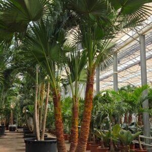 Livistona australis chinensis 3pp
(1 Plants/Order)(120cmP 600cmH)