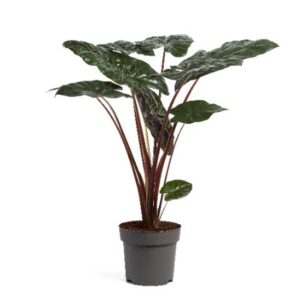 Alocasia sarawakensis Yucatan Princ Alocasia Yucatan Princess 24cm
(1 Plants/Order)(24cmP 125cmH)