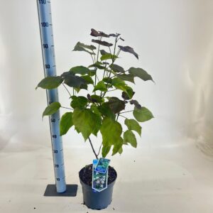 Catalpa Purpurea erubescens
(1 Plants/Order)(23cmP 95cmH)
