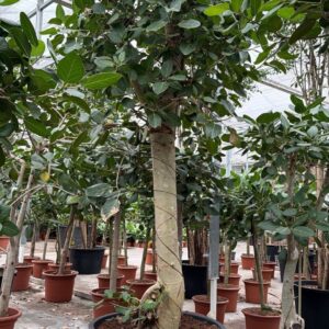 Ficus benghalensis
(1 Plants/Order)(96cmP 350cmH)