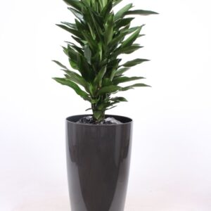 Dracaena Janet Lind "in Santorini Pot ""antraciet"""
(1 Plants/Order)(33cmP 160cmH)