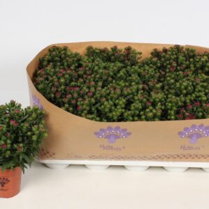 Aster Showmakers Magenta
(15 Plants/Order)(10.5cmP 22cmH)