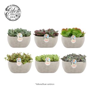 Succulenten mix Summer Collection 25cm
(3 Plants/Order)(25cmP 20cmH)
