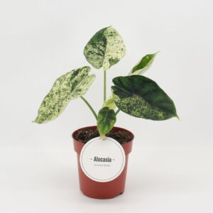 Alocasia Dragon Scale MINT
(8 Plants/Order)(12cmP 25cmH)