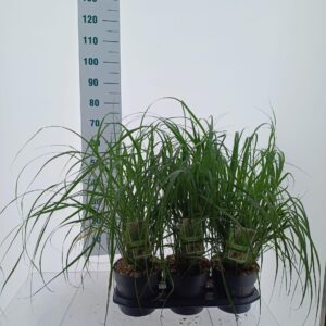Pennisetum alopecuroides Pennisetum alopecuroides 'Red Head'
(1 Plants/Order)(19cmP 40cmH)