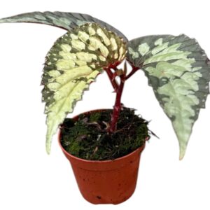 Begonia Lucifer
(14 Plants/Order)(8cmP 12cmH)