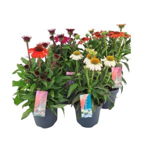 Echinacea purpurea cm mix per laag (PT)
(6 Plants/Order)(17cmP 50cmH)