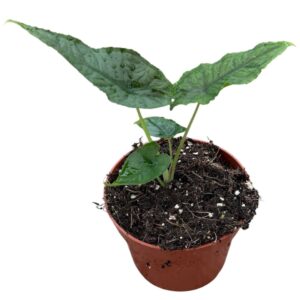 Alocasia Olanii
(9 Plants/Order)(10.5cmP 15cmH)