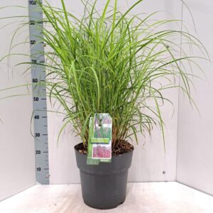 Miscanthus Red Chief sin.
(1 Plants/Order)(29cmP 95cmH)