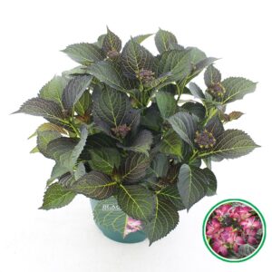 Hydrangea Black Diamonds Dark Angel teller purple C5 (23cm.) Kn.
(1 Plants/Order)(23cmP 45cmH)
