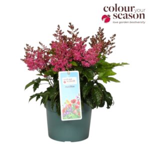 Astilbe Astilbe Arendsii Pink P19
(3 Plants/Order)(19cmP 50cmH)