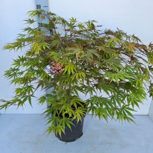 Acer palmatum (Matsumurae Grp) Chit
(1 Plants/Order)(26cmP 80cmH)