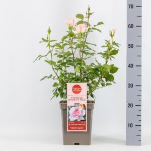 Rosa other A Whiter Shade of Pale 'Parfum de Nature', C5
(1 Plants/Order)(23cmP 30cmH)