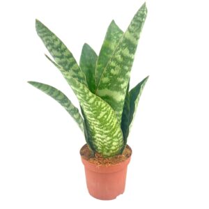 Sansevieria Aubrytiana 9 cm
(18 Plants/Order)(9cmP 30cmH)