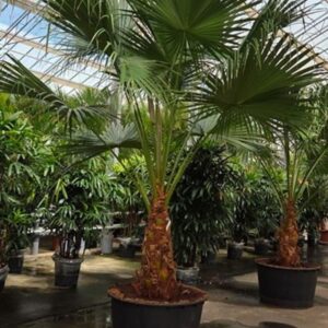 Livistona australis chinensis
(1 Plants/Order)(96cmP 375cmH)
